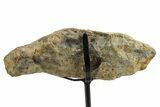 Fossil Dinosaur (Pachycephalosaurus) Skull Section w/ Stand #377746-2
